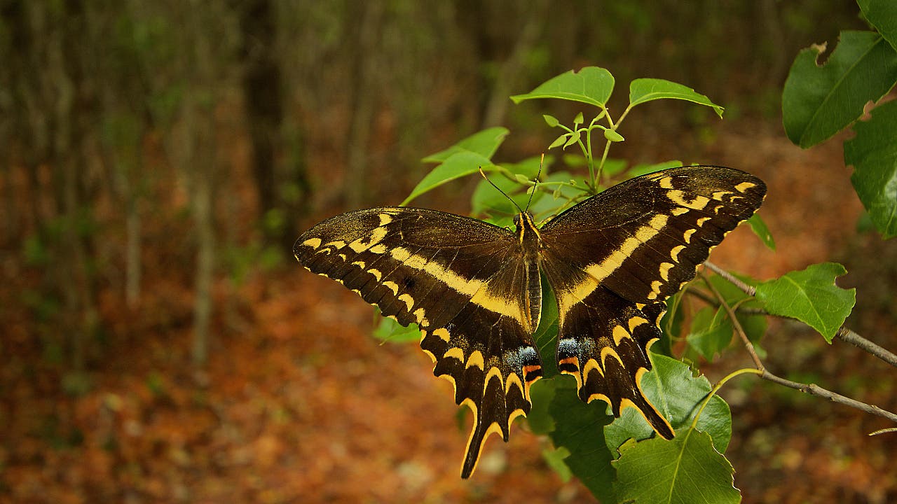 Wetterextreme: Seltener Schmetterling profitiert von Hurrikanen