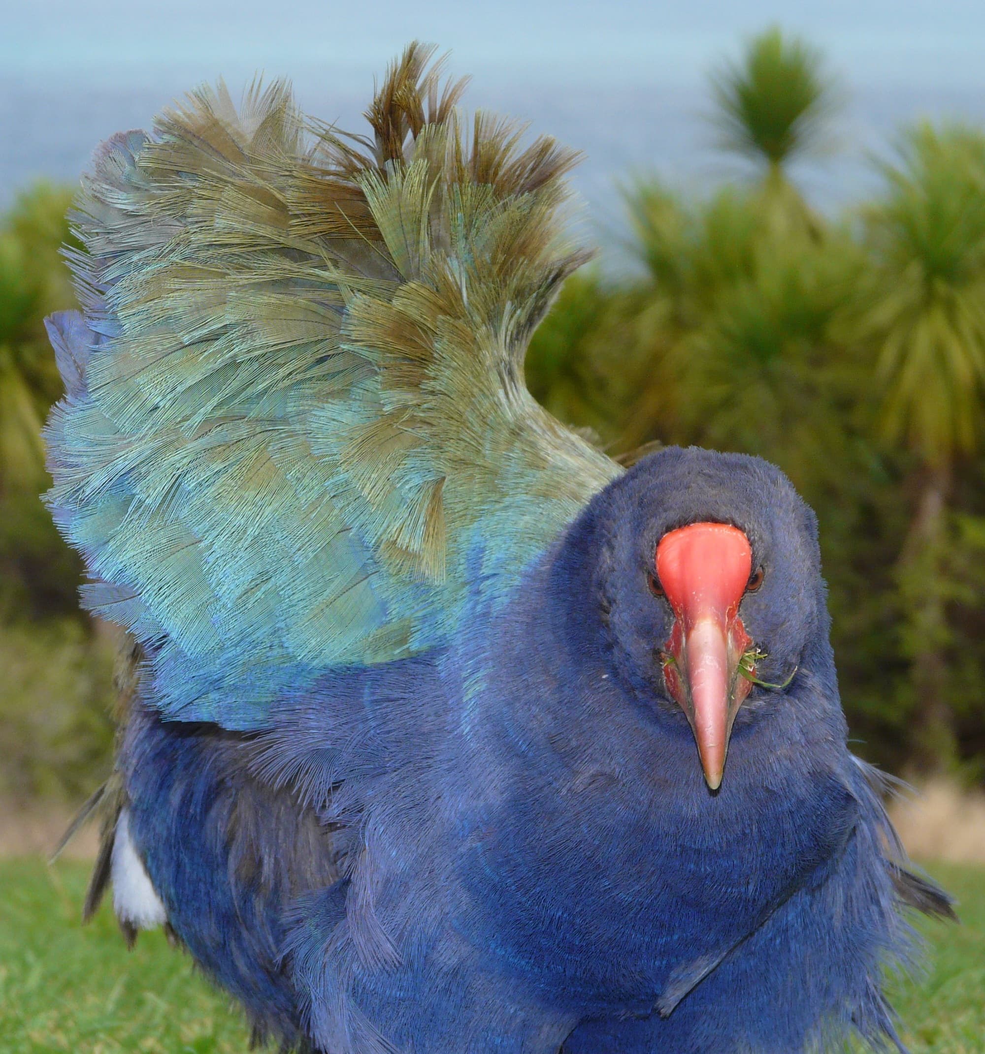 Takahe Takahe