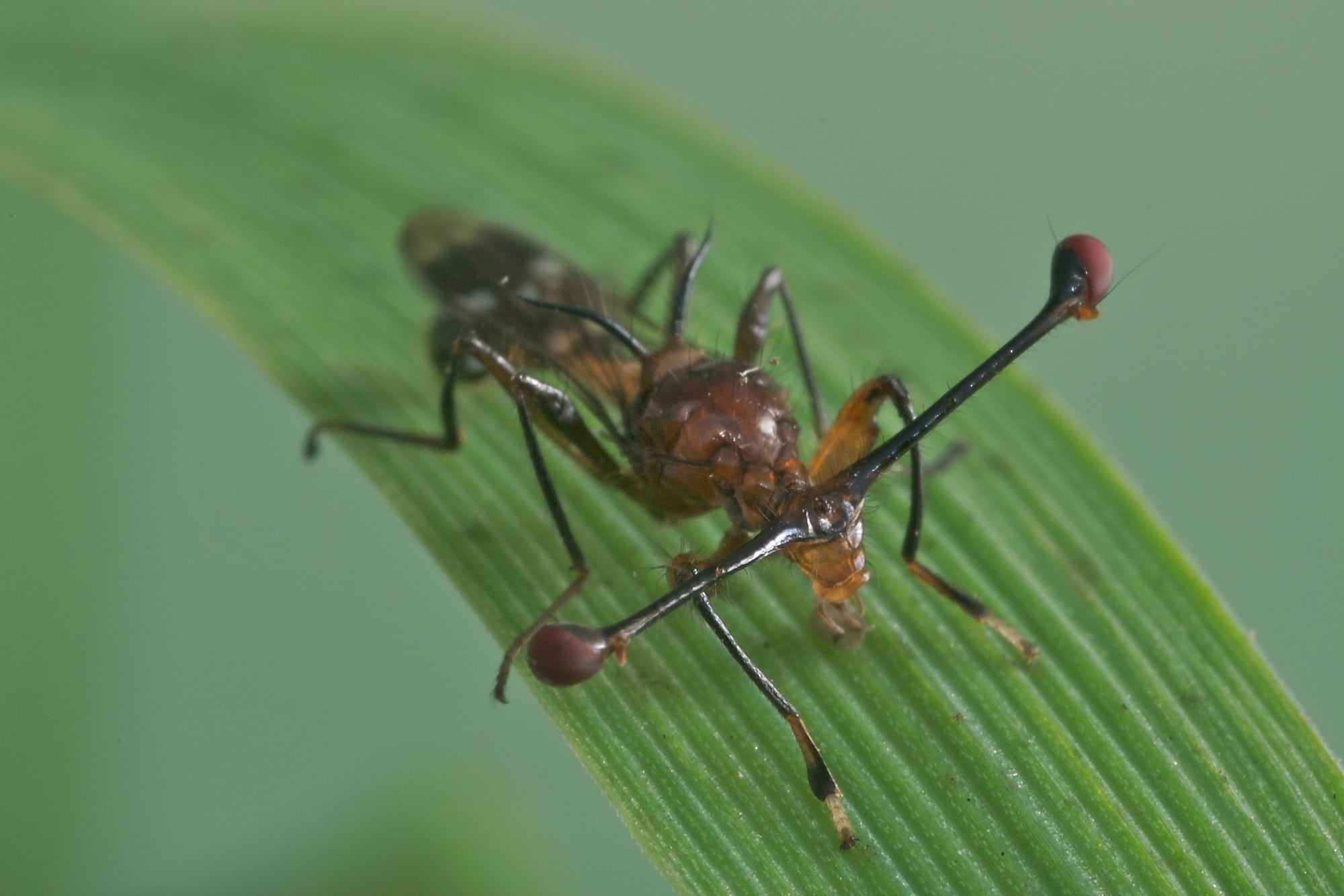1 Stielaugenfliege – Vorausschauende Vermehrung? Weit gefehlt! 1 Stielaugenfliege – Vorausschauende Vermehrung? Weit gefehlt!