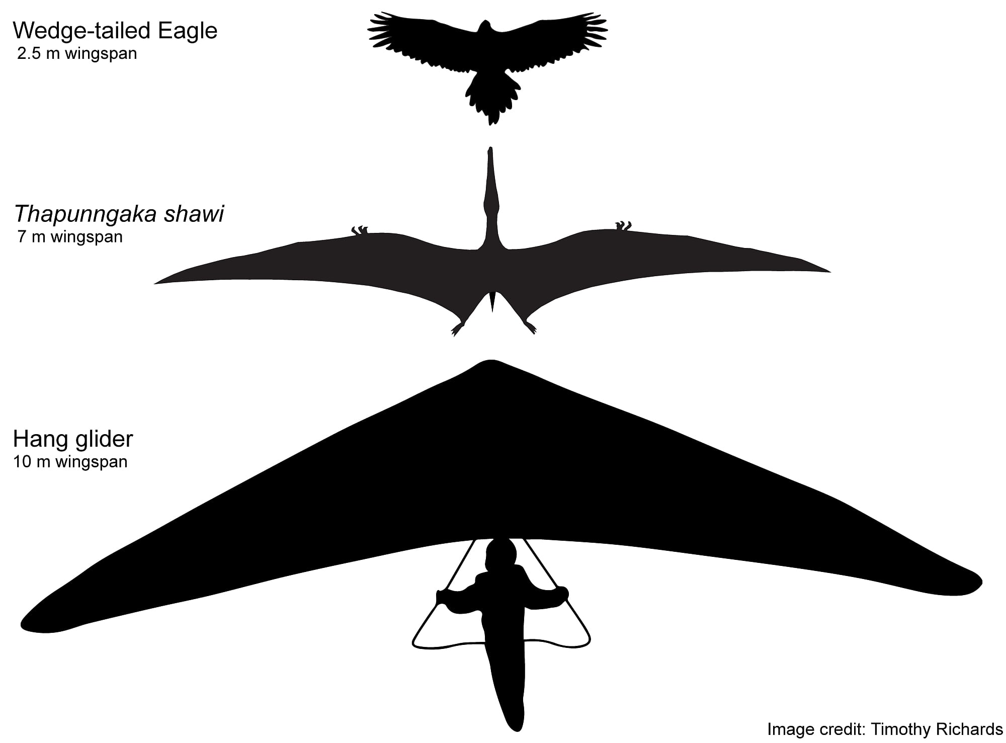 Los pterosaurios de siete metros de largo dominaron el espacio aéreo australiano: un espectro de la ciencia