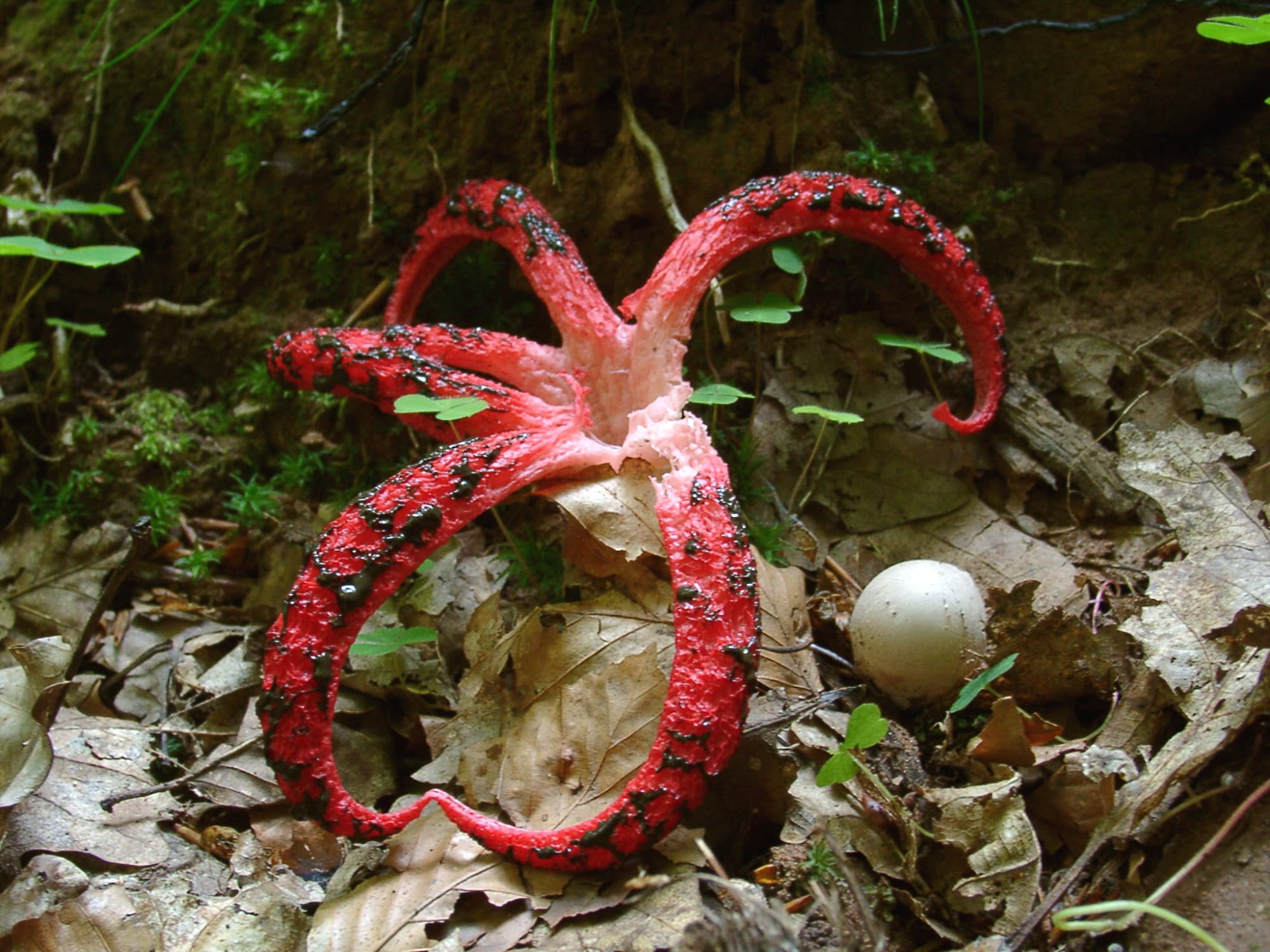 2 Tintenfischpilz – exotische Krake auf dem Vormarsch 2 Tintenfischpilz – exotische Krake auf dem Vormarsch