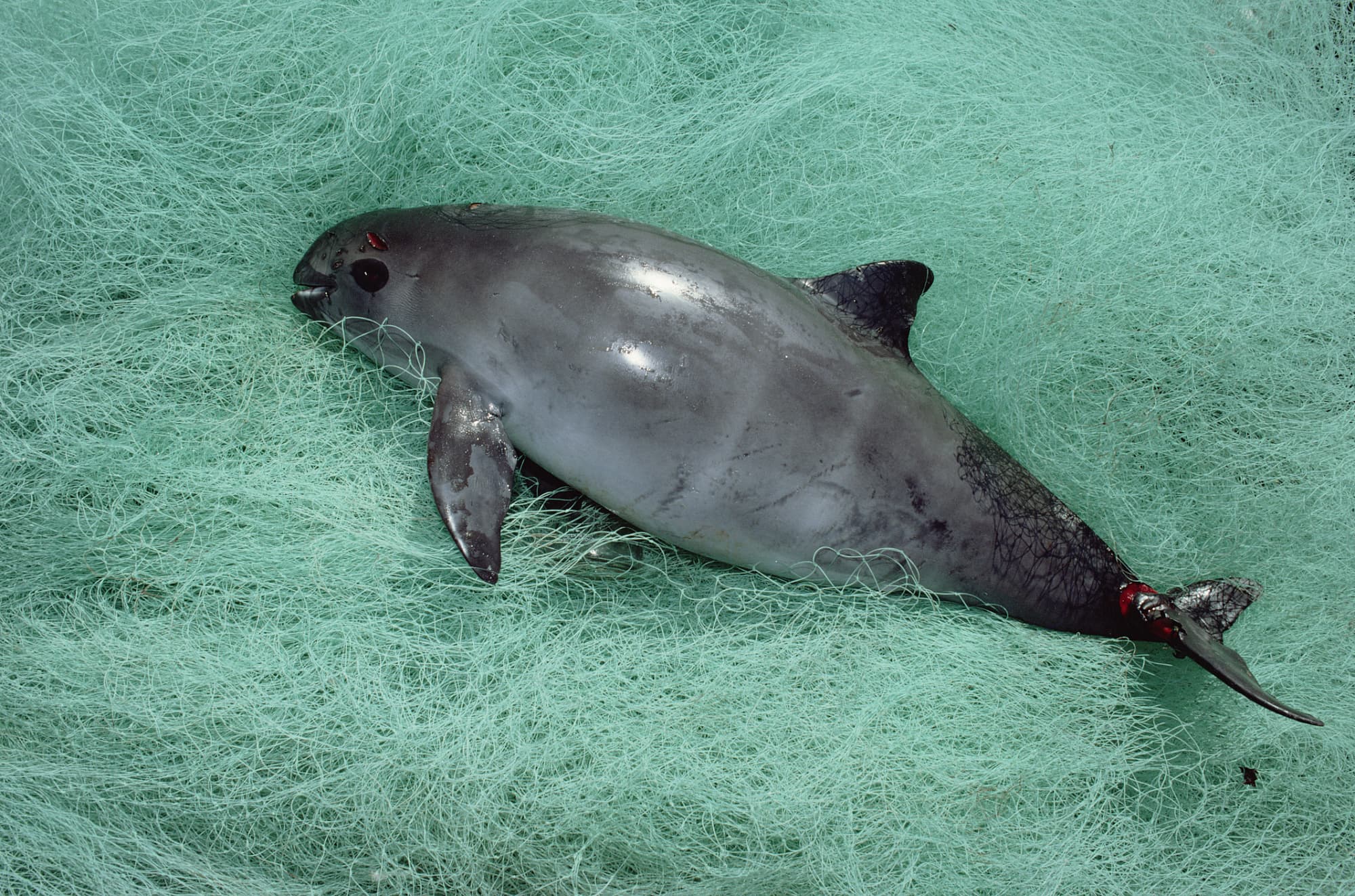 Vaquita – er stirbt leider gerade aus Vaquita – er stirbt leider gerade aus