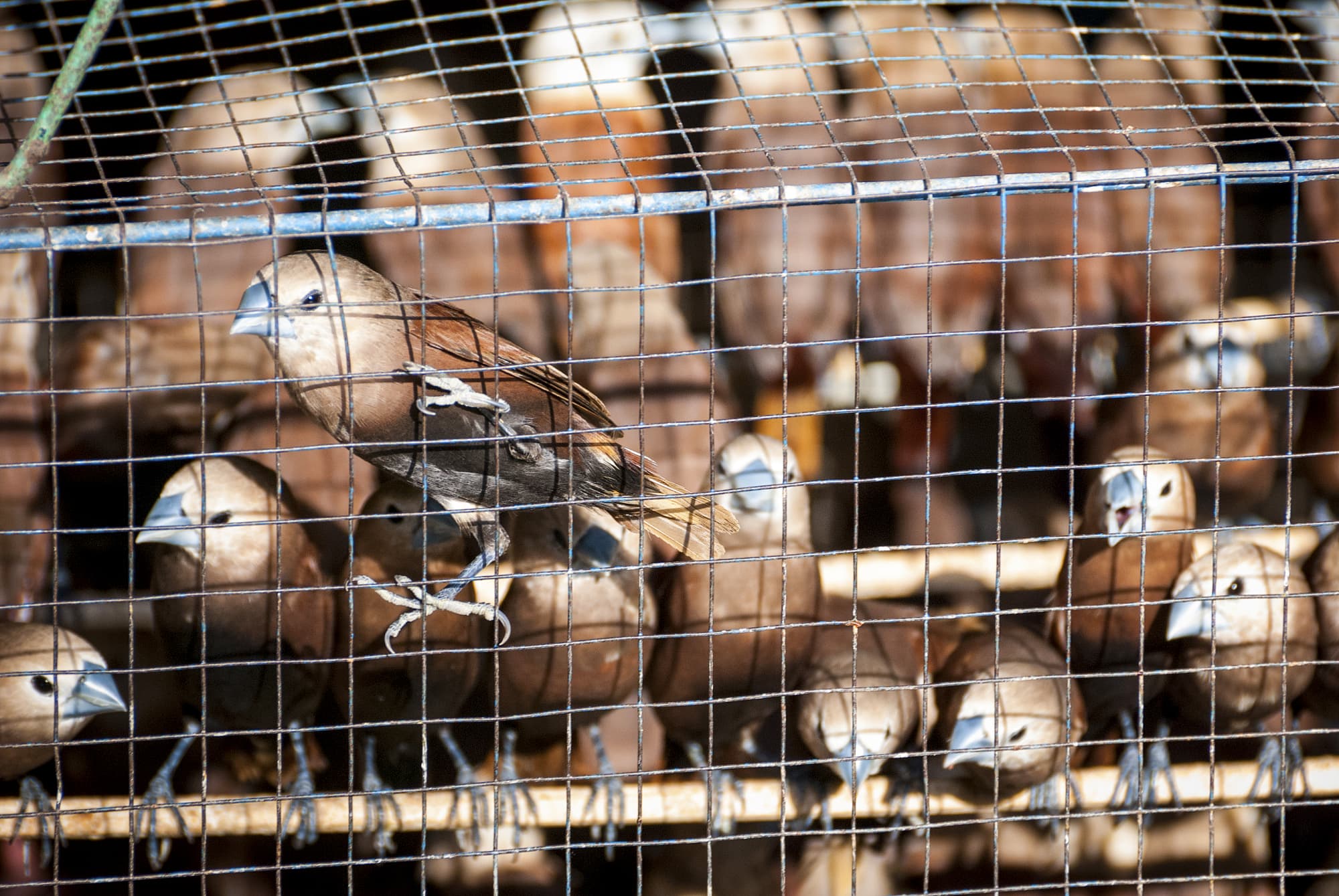 Die Vogelmärkte Indonsiens sind legendär und bei vielen Touristen wegen ihres exotischen Flairs beliebt. Was die wenigsten wissen: Beim größten Teil der Tiere handelt es sich um Wildvögel, wie bei diesen Staren. Die Vogelmärkte Indonsiens sind legendär und bei vielen Touristen wegen ihres exotischen Flairs beliebt. Was die wenigsten wissen: Beim größten Teil der Tiere handelt es sich um Wildvögel, wie bei diesen Staren.