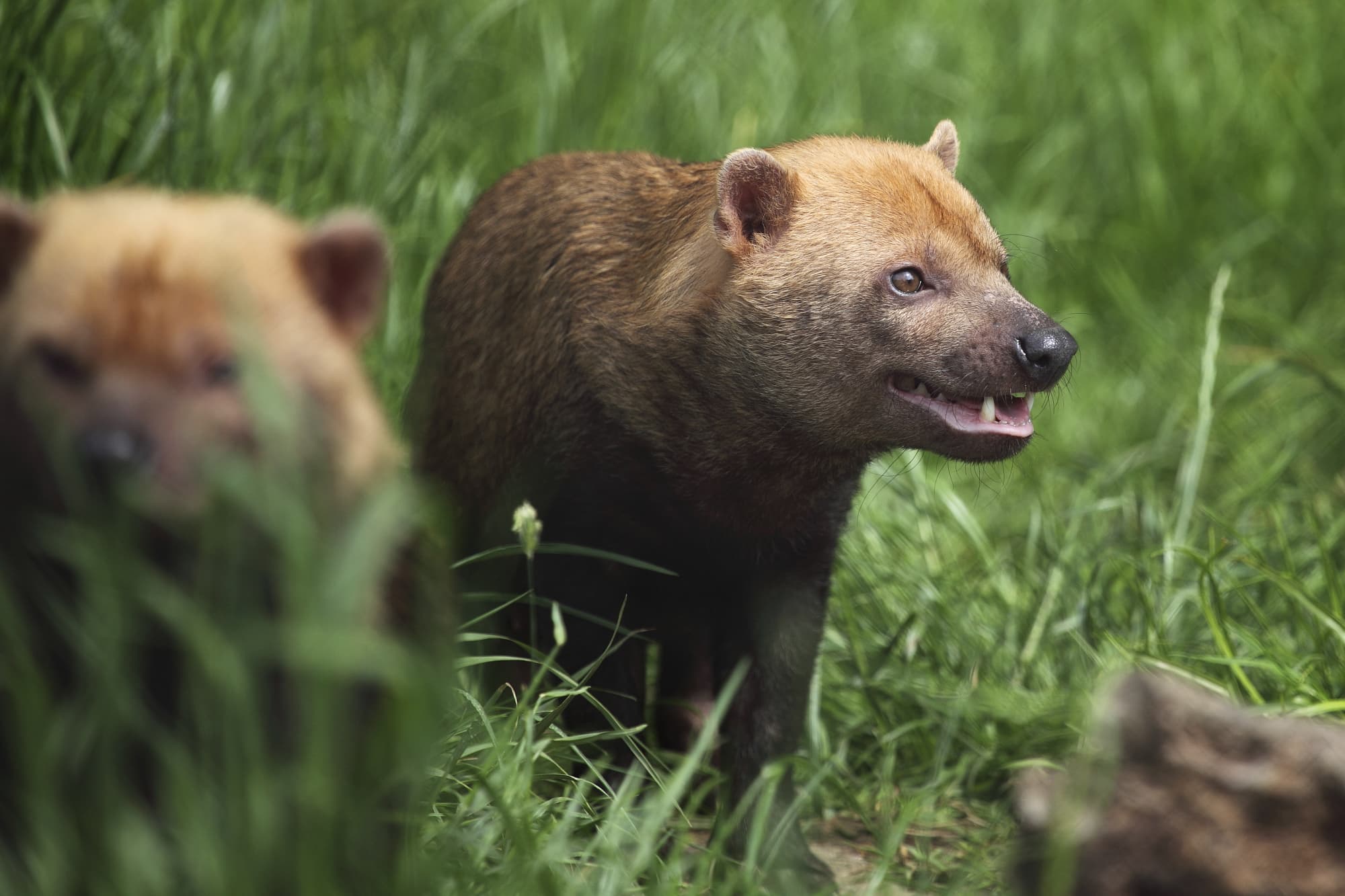 2 Waldhund – Unbekannter aus dem Regenwald 2 Waldhund – Unbekannter aus dem Regenwald