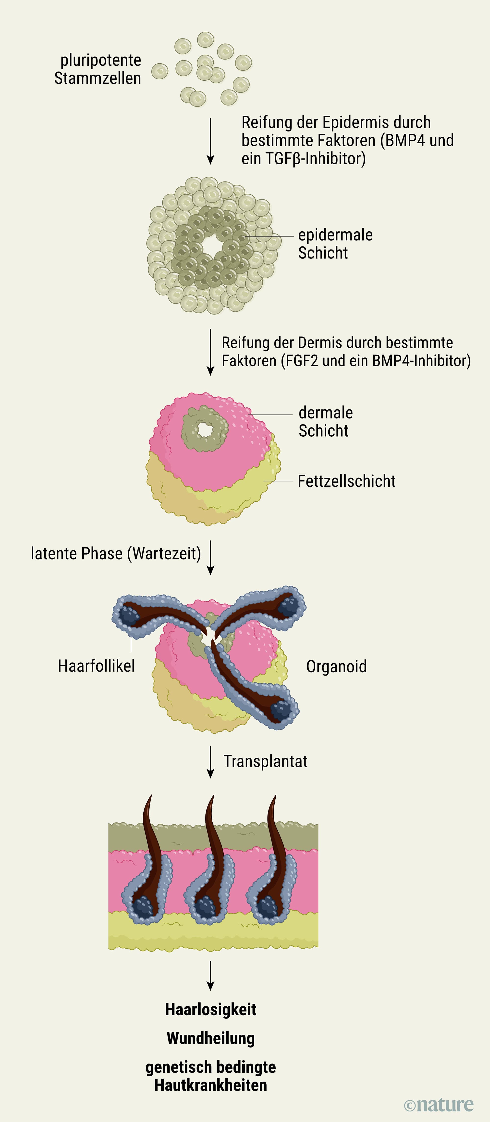 So kann man Hautorganoide herstellen So kann man Hautorganoide herstellen