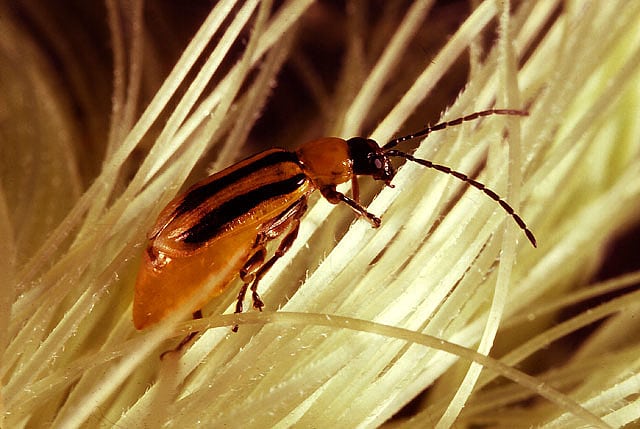 Diabrotica virgifera Diabrotica virgifera