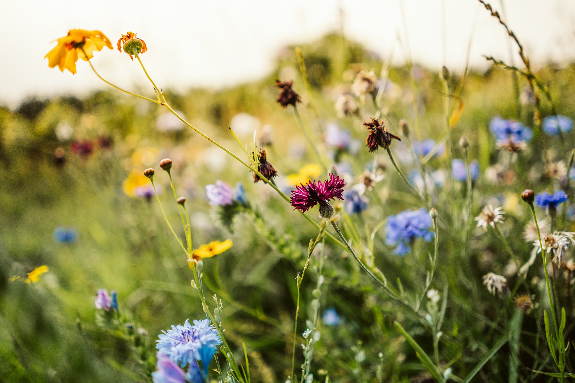 Wildblumenwiese statt Zierrasen (oder Geranien) Wildblumenwiese statt Zierrasen (oder Geranien)