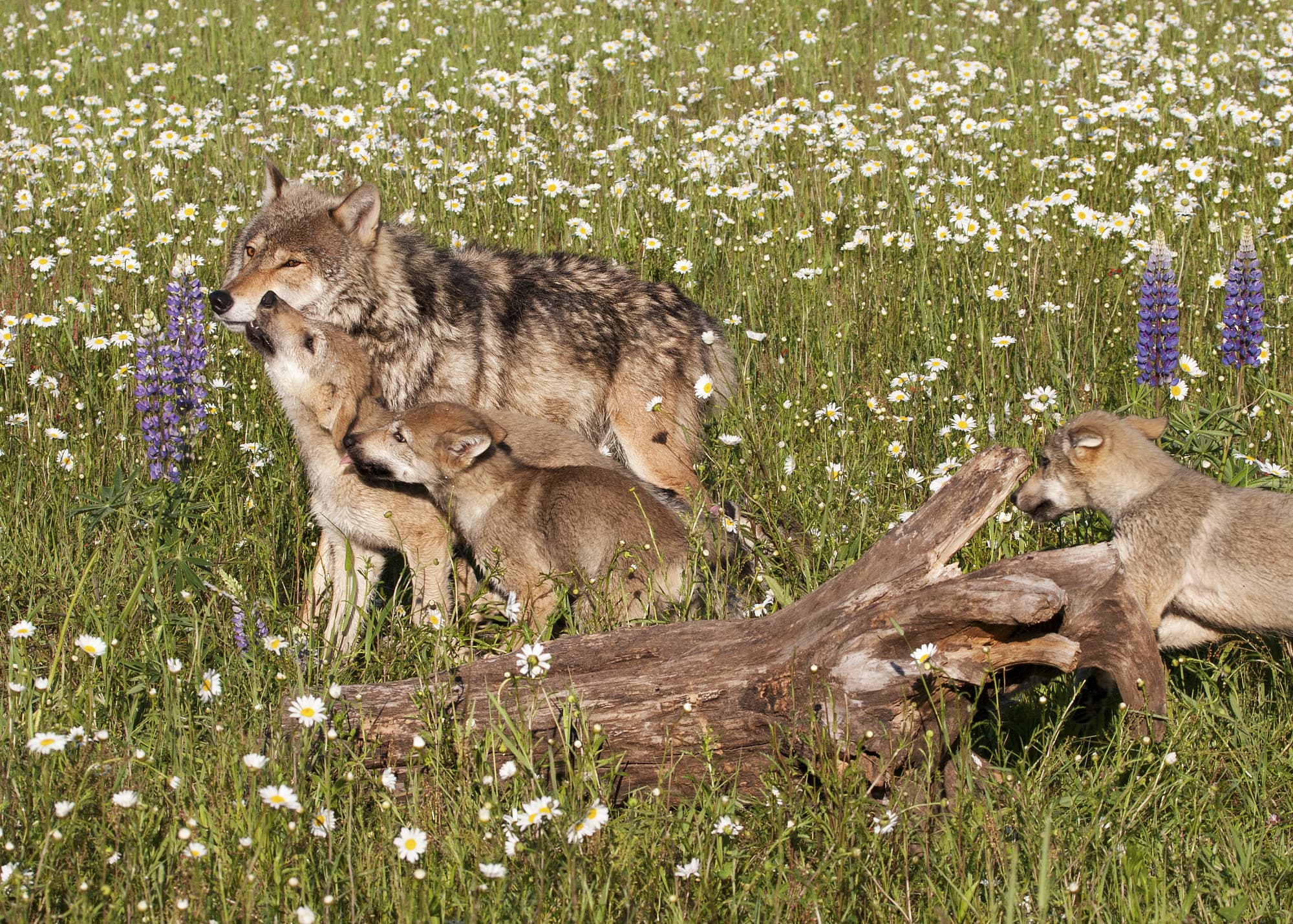 10 Grauwolf – Rückkehr mit Überraschungen 10 Grauwolf – Rückkehr mit Überraschungen