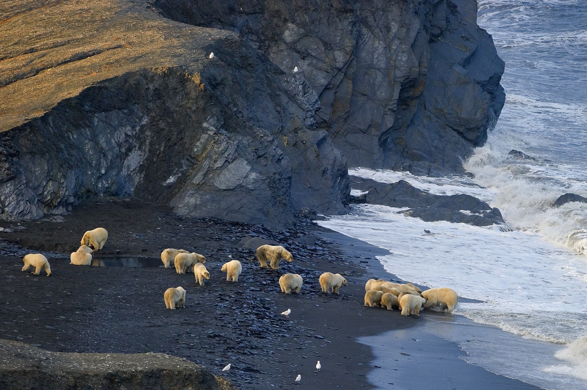 Wenn das Meereis fehlt, suchen Eisbären am Strand nach Kadavern von Walen und Robben. Wenn das Meereis fehlt, suchen Eisbären am Strand nach Kadavern von Walen und Robben.