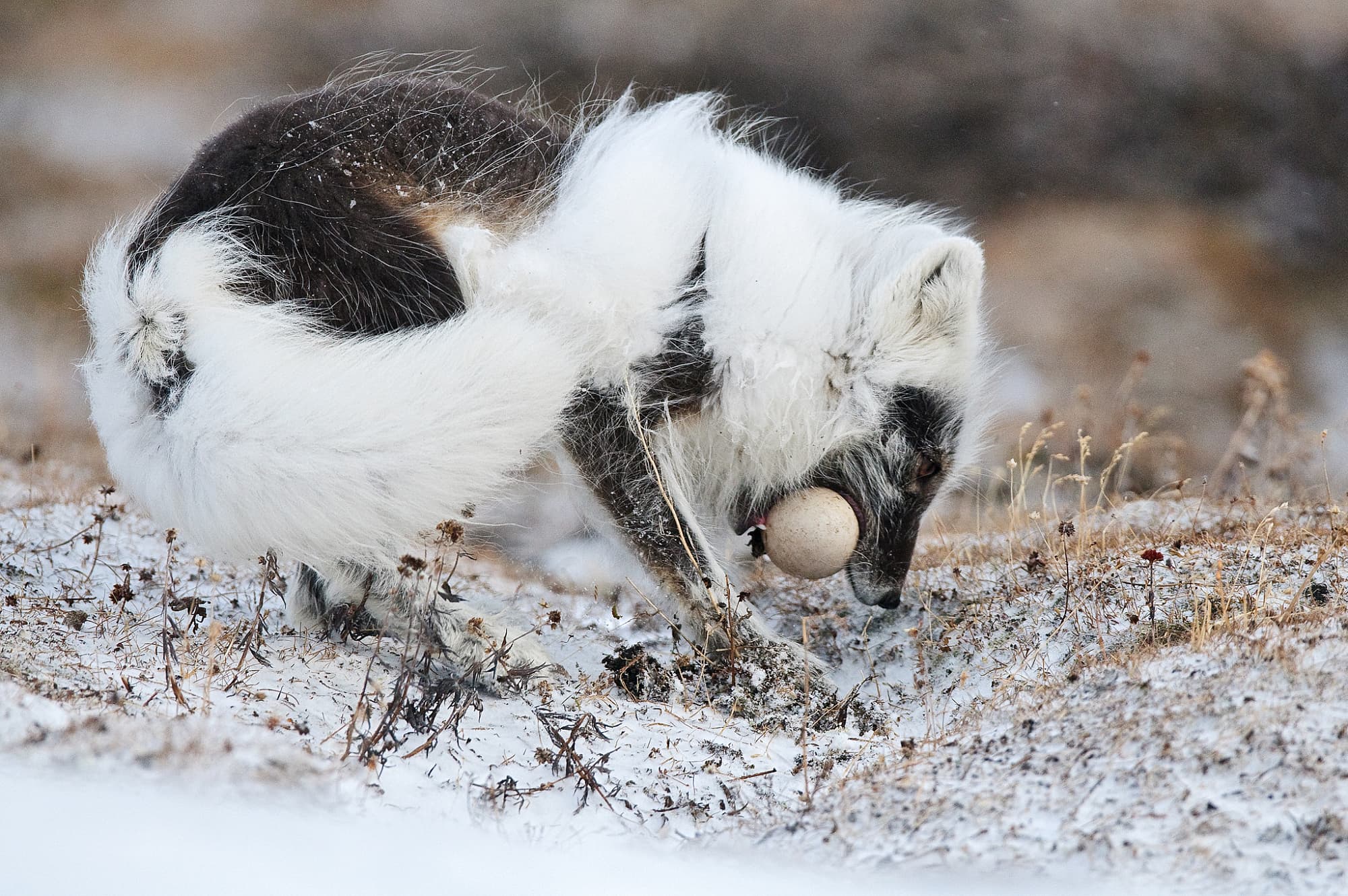 Polarfuchs frisst Schneegansei Polarfuchs frisst Schneegansei