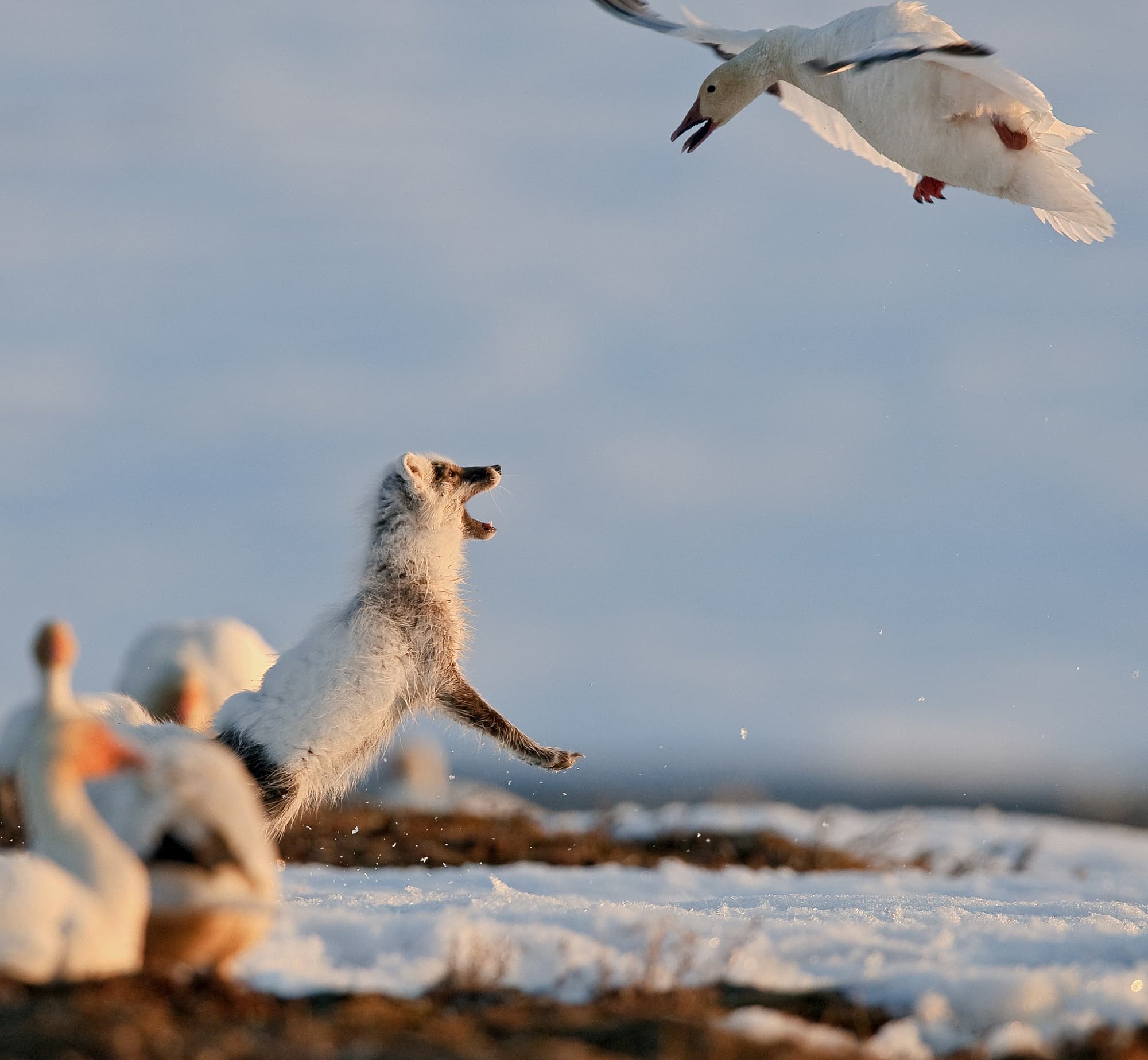 Schneegans versus Polarfuchs Schneegans versus Polarfuchs