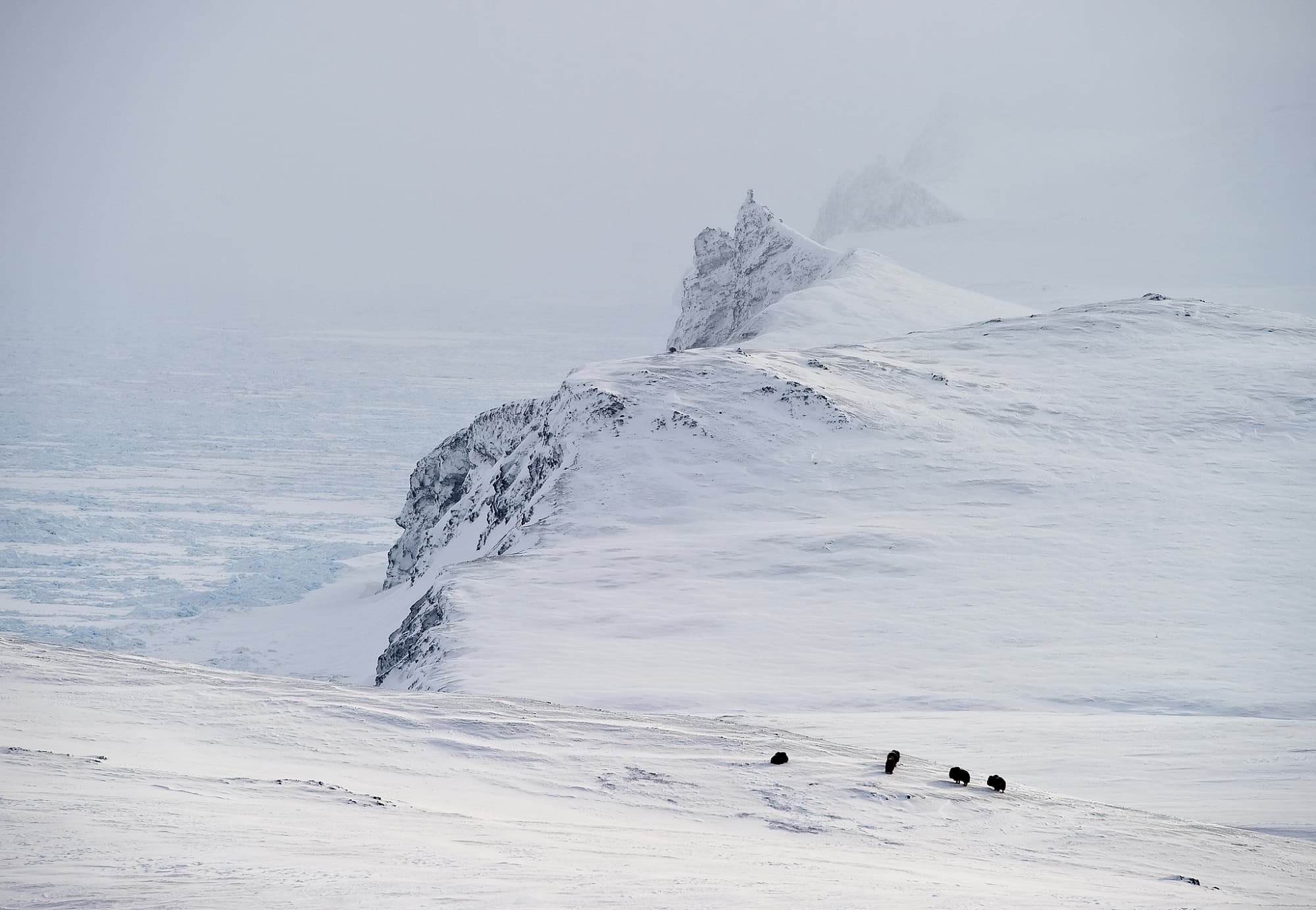 Moschusochsen im Schnee Moschusochsen im Schnee