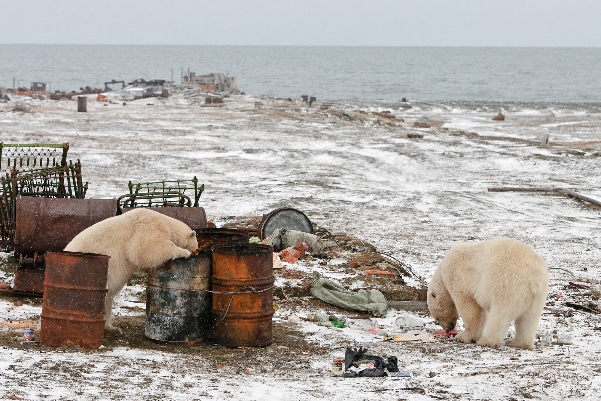 Eisbären sind wenig wählerisch – sie durchsuchen auch Müll von Menschen nach Fressbarem. Eisbären sind wenig wählerisch – sie durchsuchen auch Müll von Menschen nach Fressbarem.