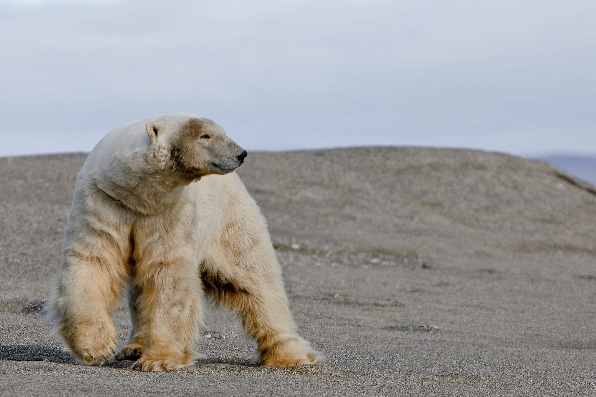 Eisbär am Strand Eisbär am Strand