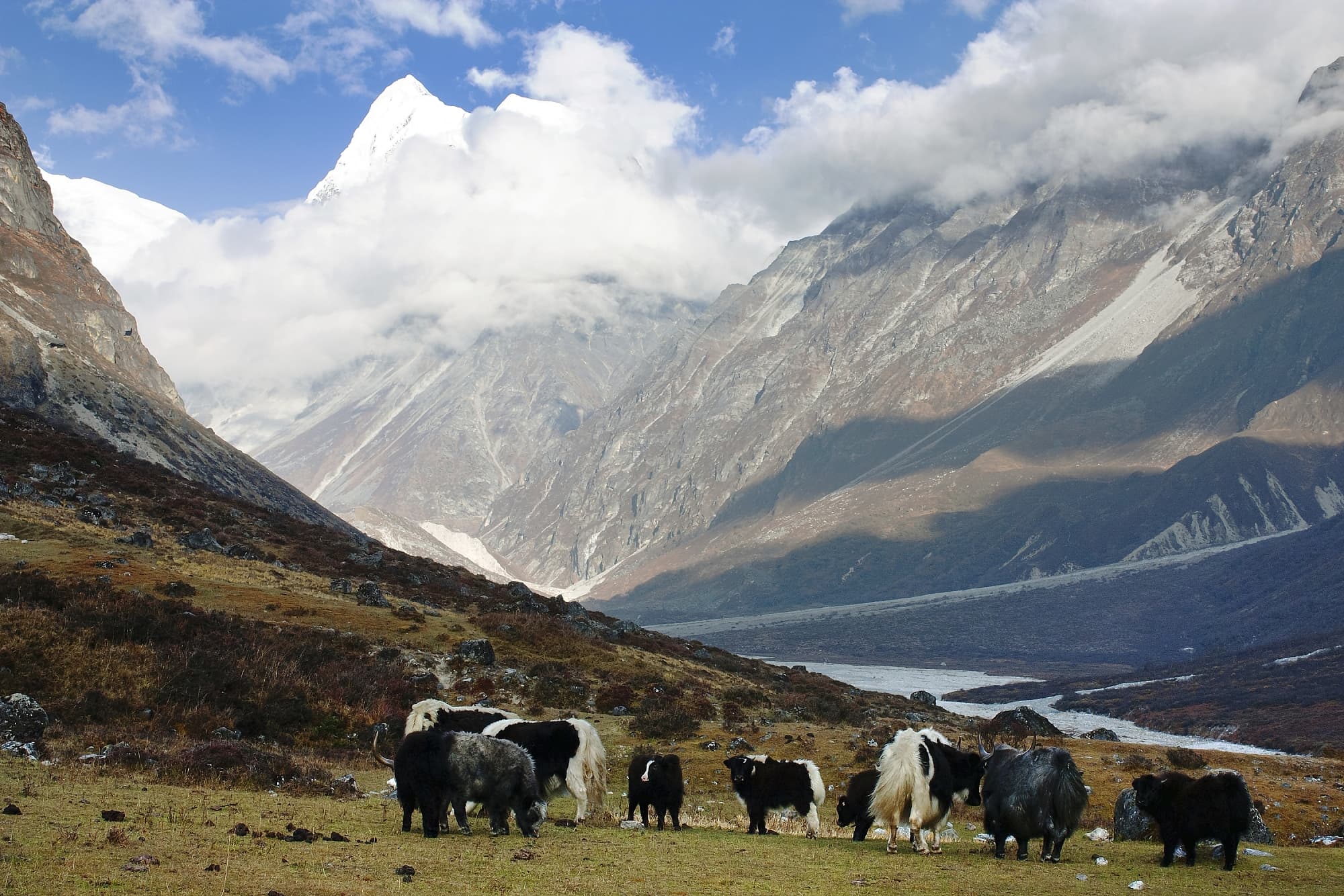 Yaks im Himalaja Yaks im Himalaja
