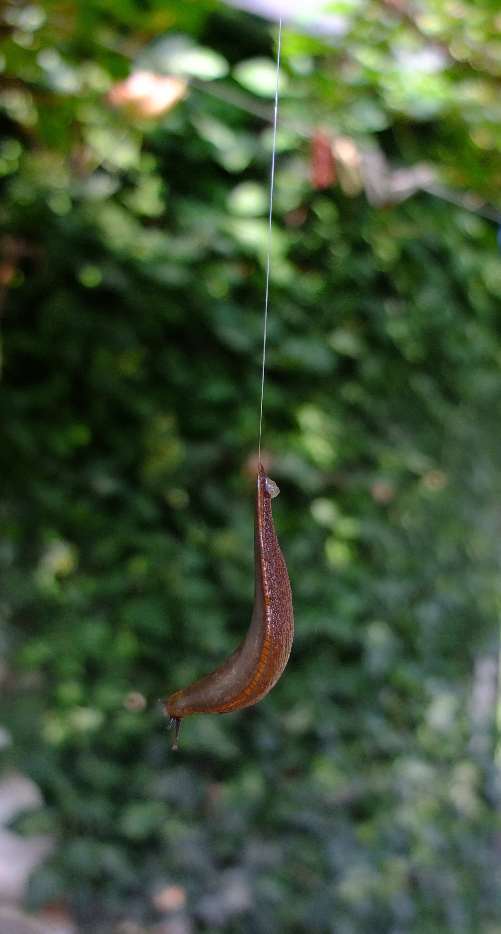 Cuerdas de caracol invertidas de una cadena de baba Cuerdas de caracol invertidas de una cadena de baba