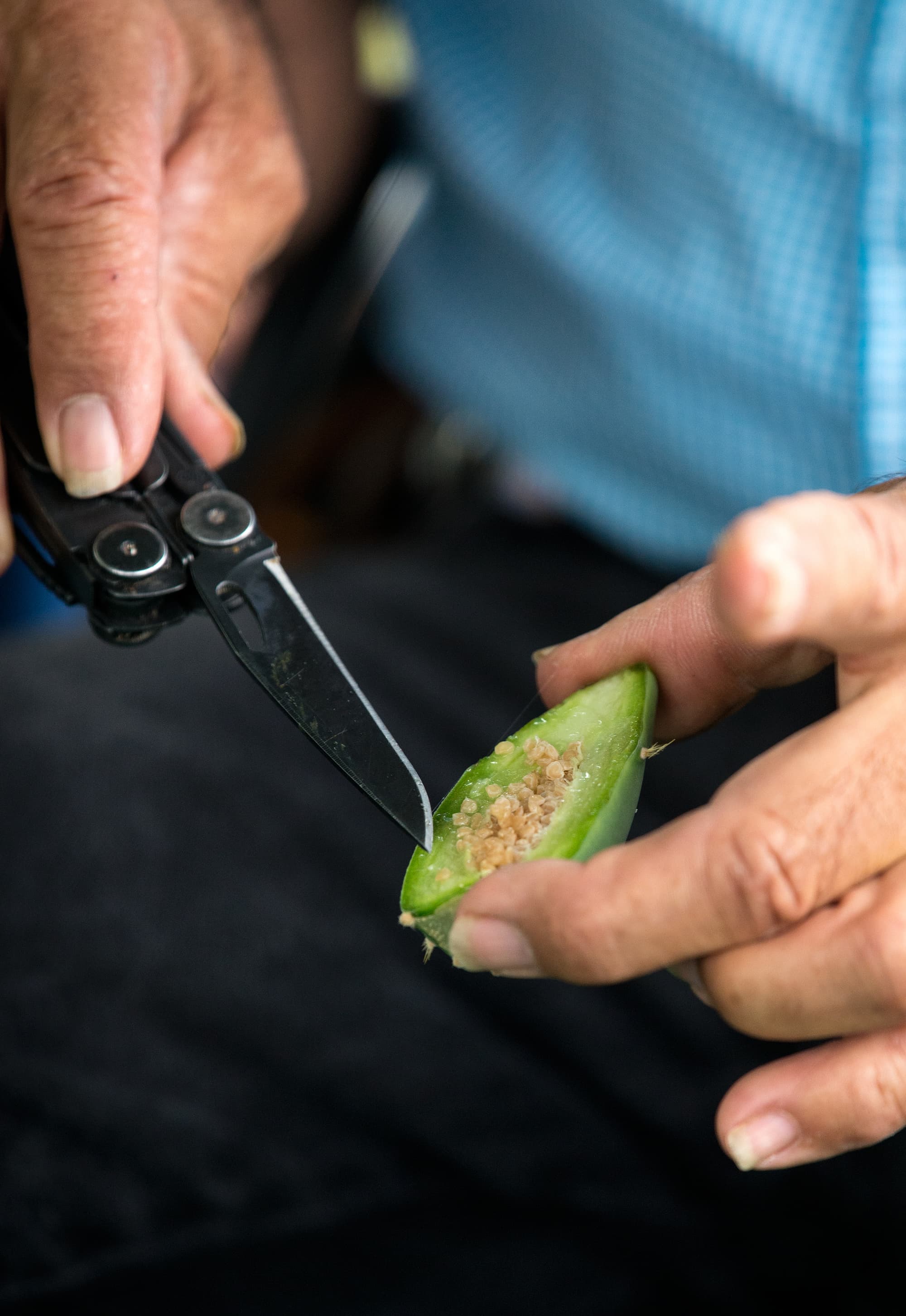 Das Innere der unreifen Frucht eines Opuntien-Kaktus Das Innere der unreifen Frucht eines Opuntien-Kaktus