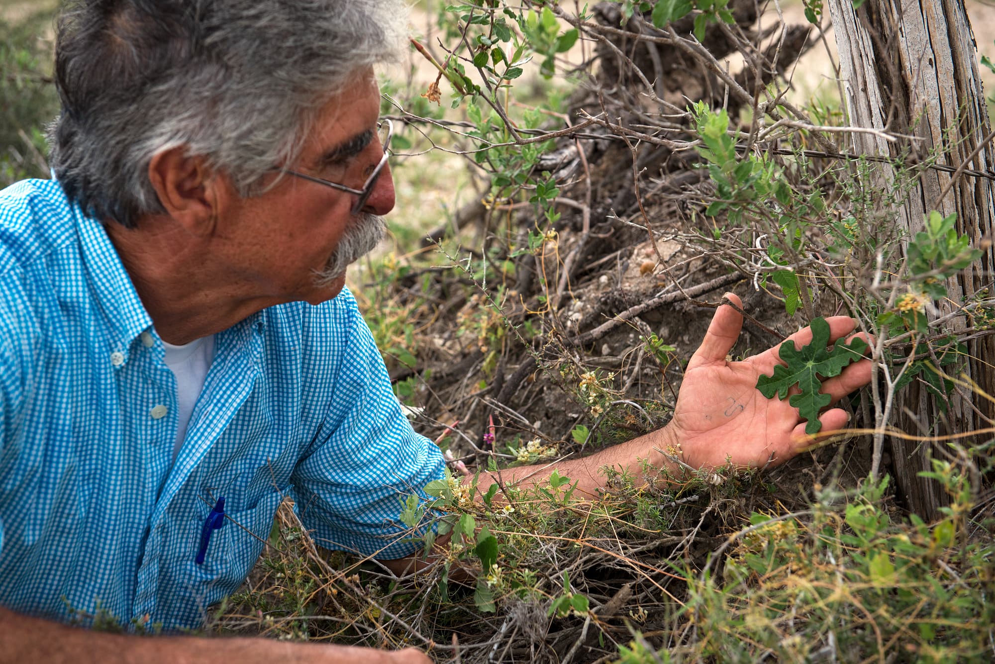 Treviño zeigt auf ein Exemplar des »Walker's manioc« Treviño zeigt auf ein Exemplar des »Walker's manioc«