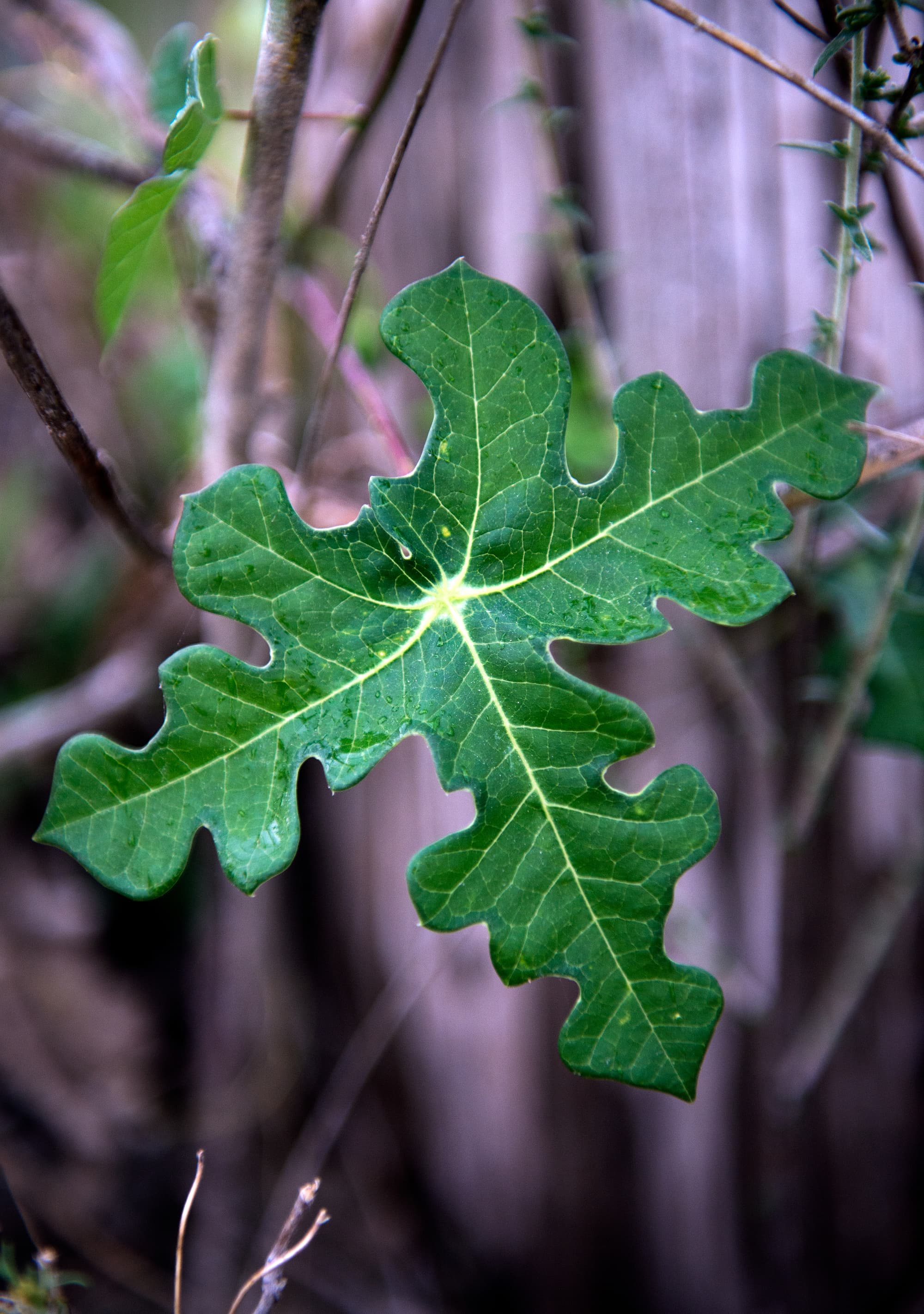 Blatt eines »Walker's manioc« Blatt eines »Walker's manioc«