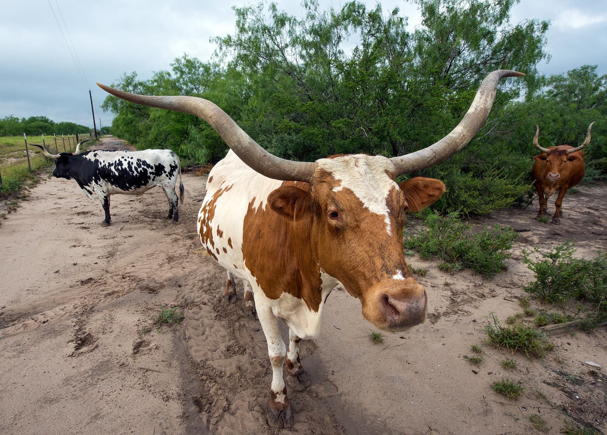 Texas-Longhorn-Rinder Texas-Longhorn-Rinder