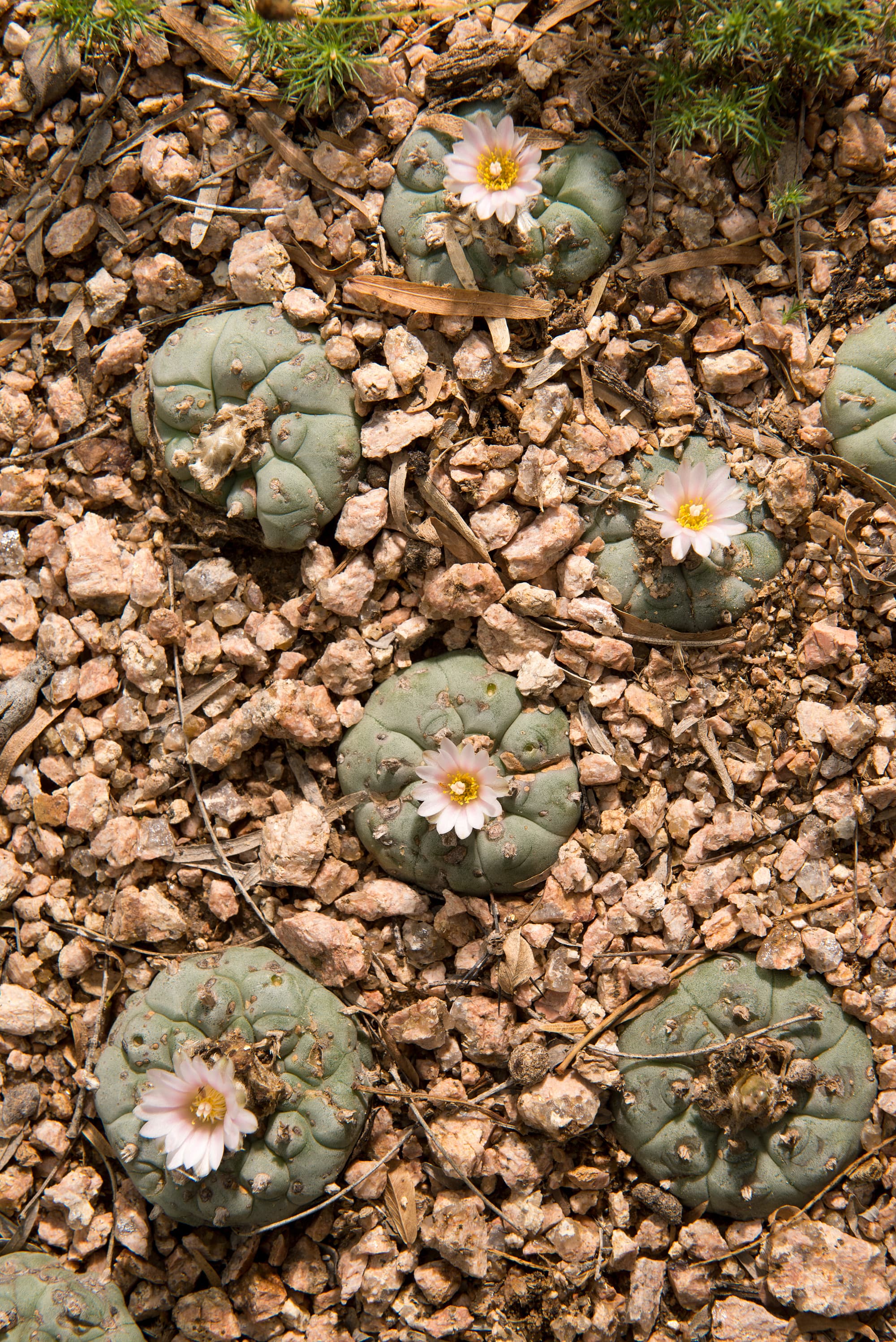 Blühende Peyote-Kakteen Blühende Peyote-Kakteen