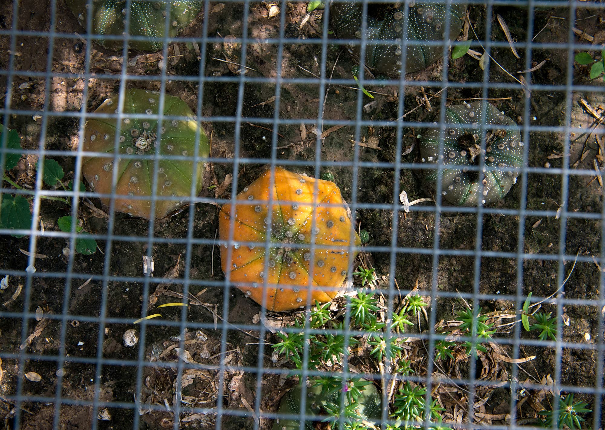 Seeigelkakteen unter Gittern Seeigelkakteen unter Gittern