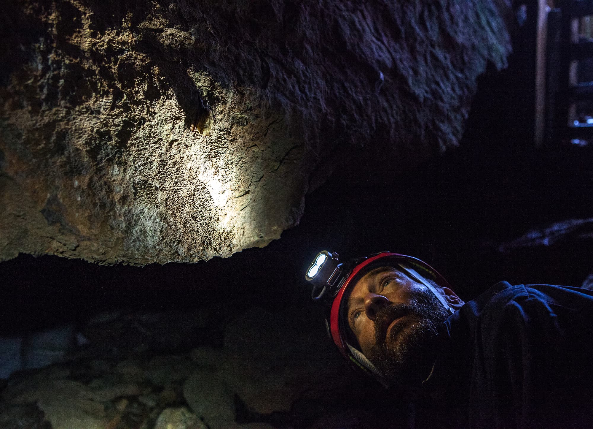 Richard Stark begutachtet Fledermäuse in einer Höhle Richard Stark begutachtet Fledermäuse in einer Höhle