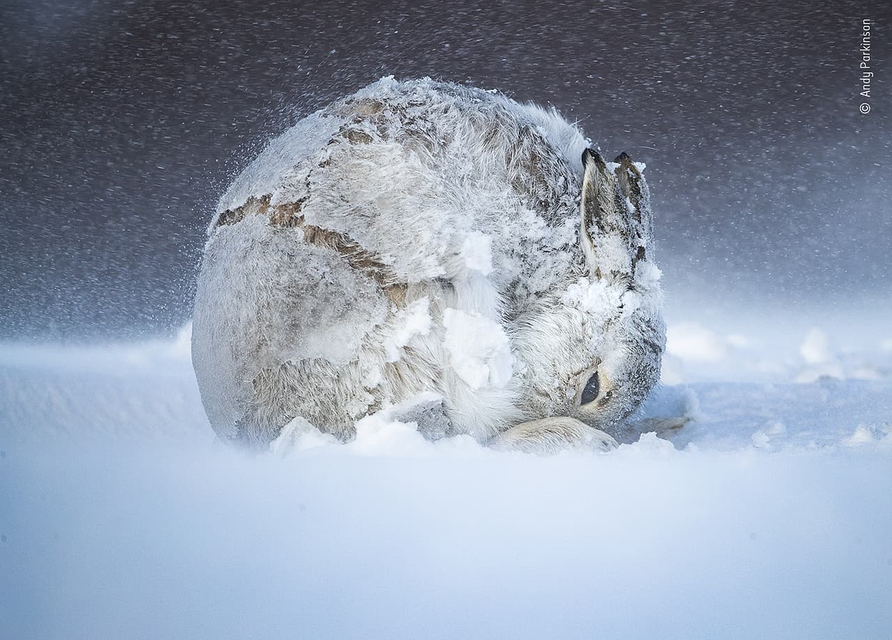 Während der Wind mit 50 bis 60 Meilen pro Stunde um ihn herumtobte, hielt Fotograf Andy Parkinson in den schottischen Highlands Ausschau nach Schneehasen. Mit Erfolg. Während der Wind mit 50 bis 60 Meilen pro Stunde um ihn herumtobte, hielt Fotograf Andy Parkinson in den schottischen Highlands Ausschau nach Schneehasen. Mit Erfolg.