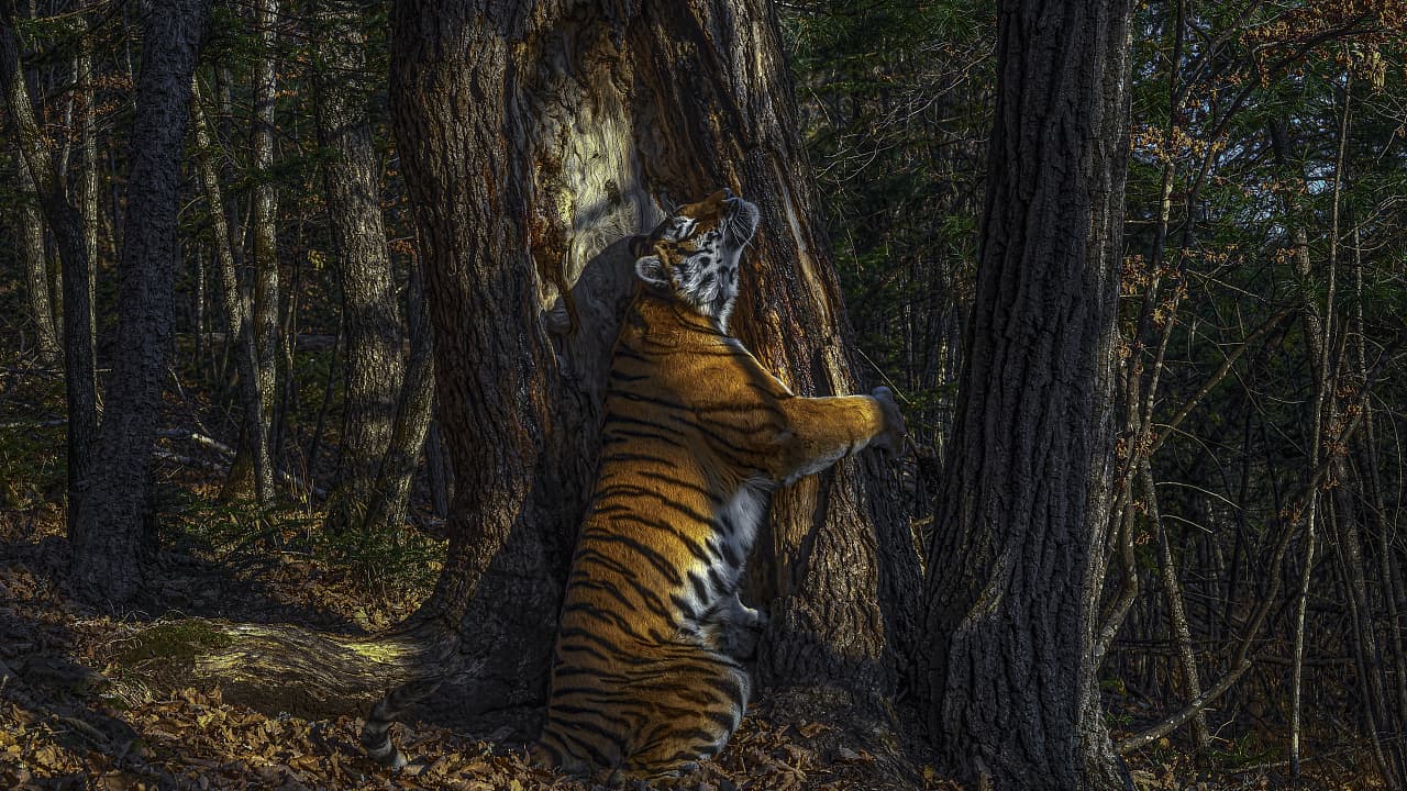 Wildlife Photographer Of The Year Die Tanne Und Die Tigerin Spektrum Der Wissenschaft