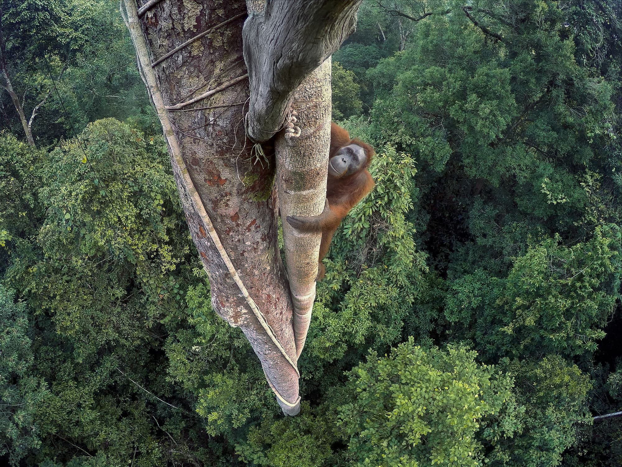 Kletternder Orang-Utan scheut keine Höhen im Regenwald Kletternder Orang-Utan scheut keine Höhen im Regenwald