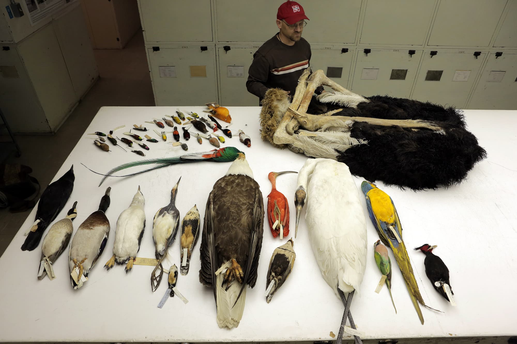 Für ihre Studie zum Vogelstammbaum analysierten 200 Biologen weltweit 48 Vögel aus den unterschiedlichsten Familien und Gattungen. Für ihre Studie zum Vogelstammbaum analysierten 200 Biologen weltweit 48 Vögel aus den unterschiedlichsten Familien und Gattungen.
