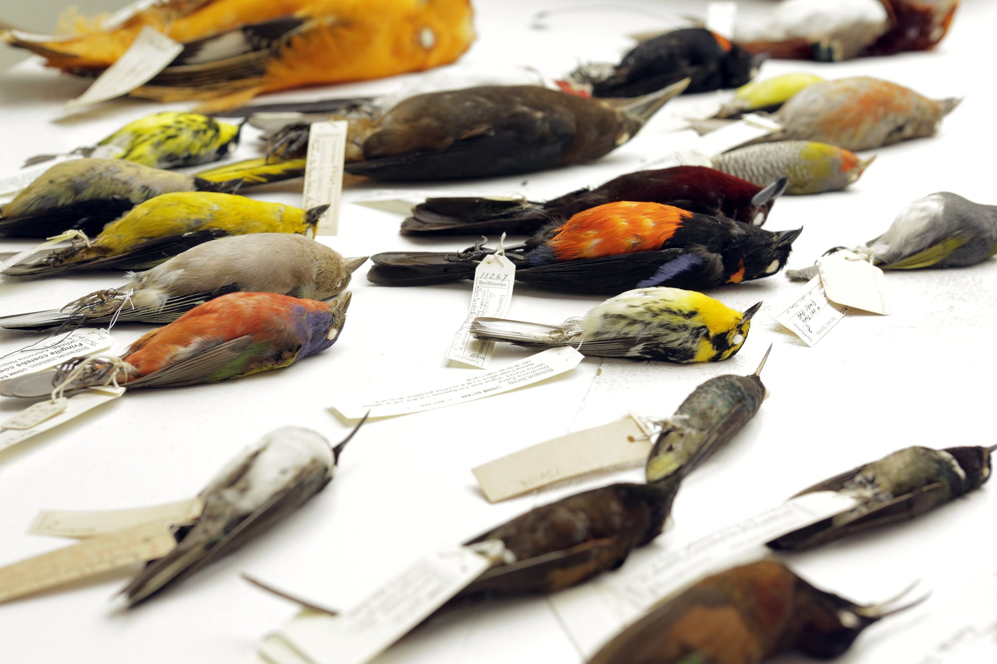 Die bislang umfangreichste Genomuntersuchung der Vogelfamilie wirbelte den Stammbaum stark durcheinander. Die bislang umfangreichste Genomuntersuchung der Vogelfamilie wirbelte den Stammbaum stark durcheinander.