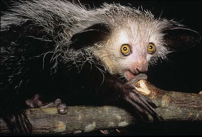 Aye-Aye - eine urtümliche madagassische Lemurenart Aye-Aye - eine urtümliche madagassische Lemurenart
