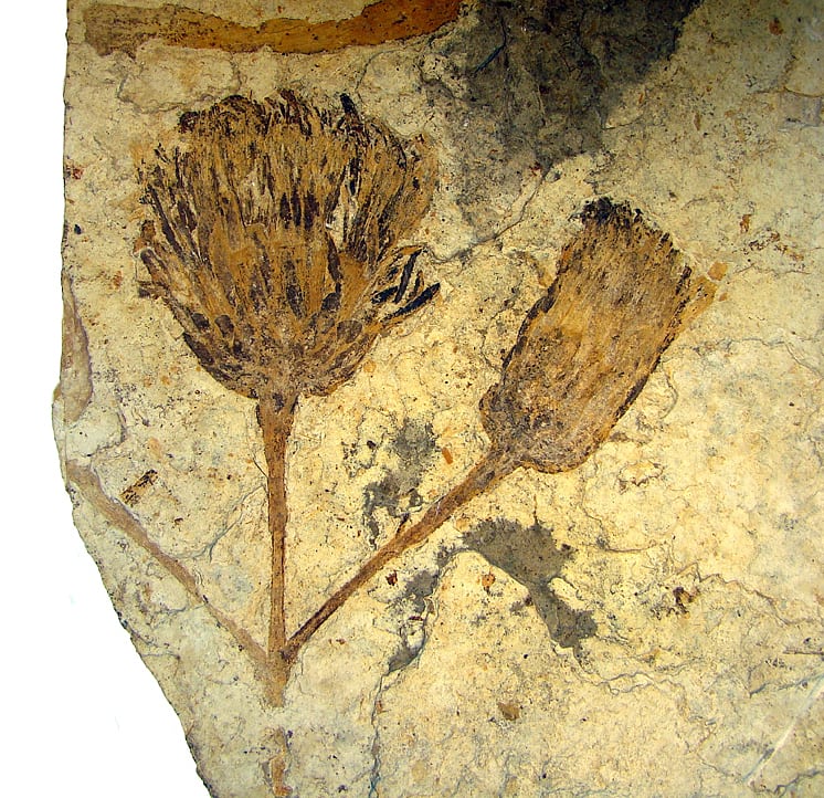 Fossiler Korbblütler Fossiler Korbblütler