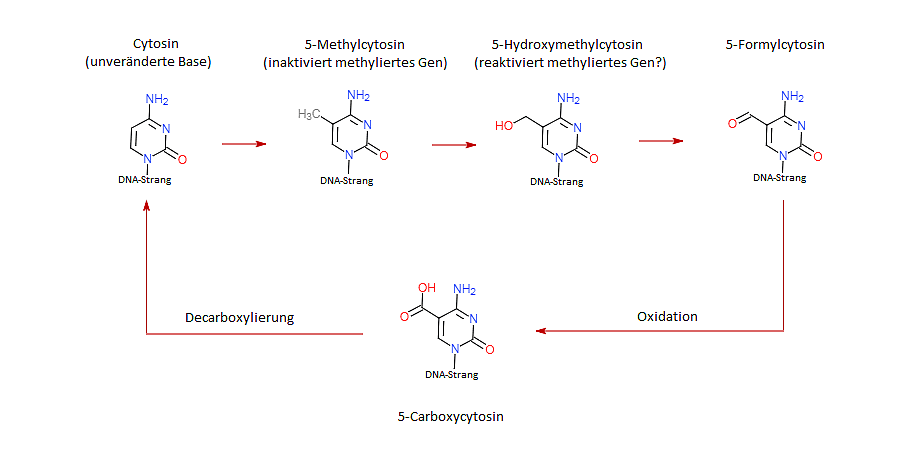 Der Zyklus der DNA-Methylierung am Cytosin Der Zyklus der DNA-Methylierung am Cytosin