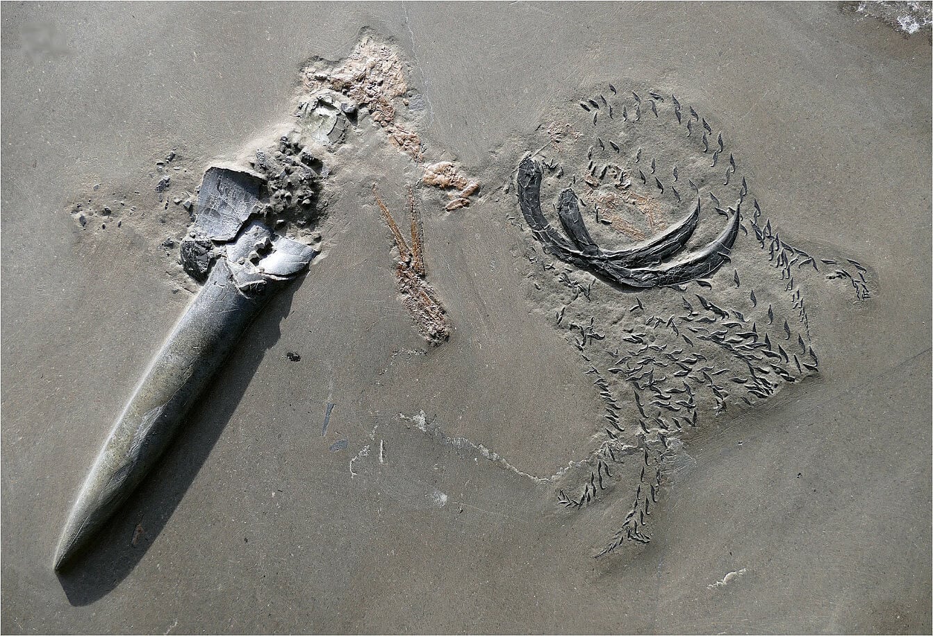 Fossil eines durchgebissenen Belemniten Fossil eines durchgebissenen Belemniten