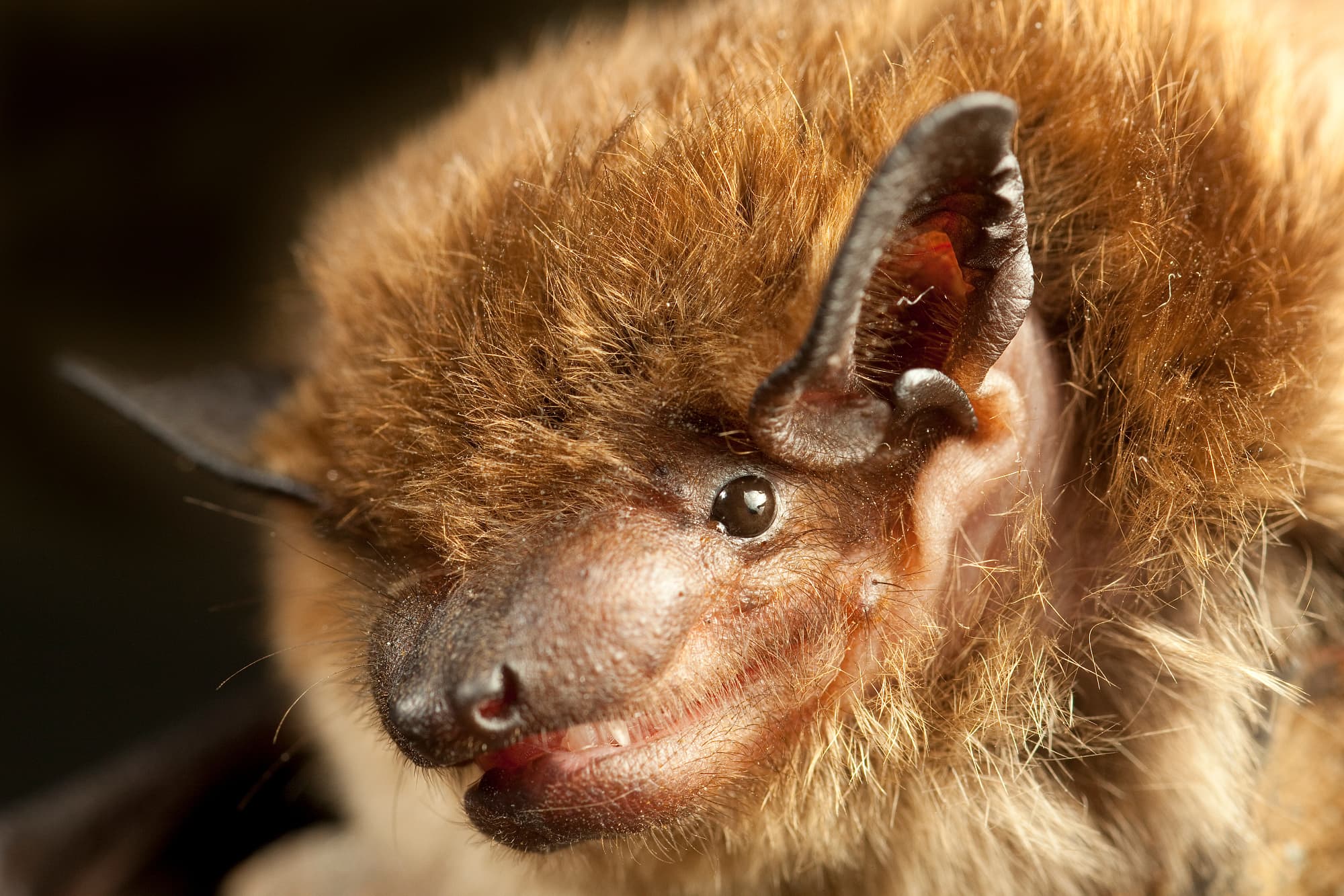 Große Braune Fledermaus Große Braune Fledermaus