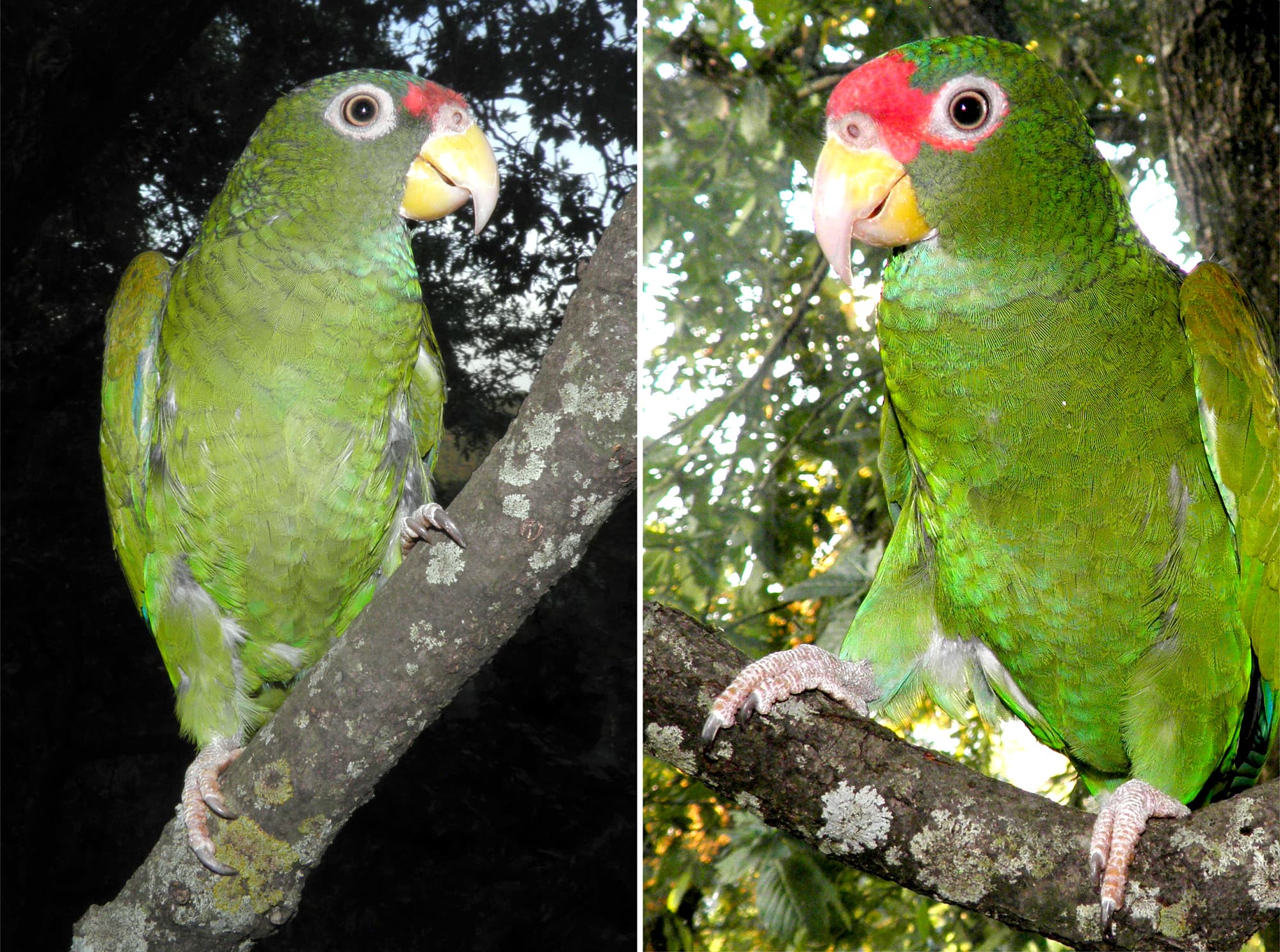 Männchen und Weibchen der Blauflügelamazonen Männchen und Weibchen der Blauflügelamazonen