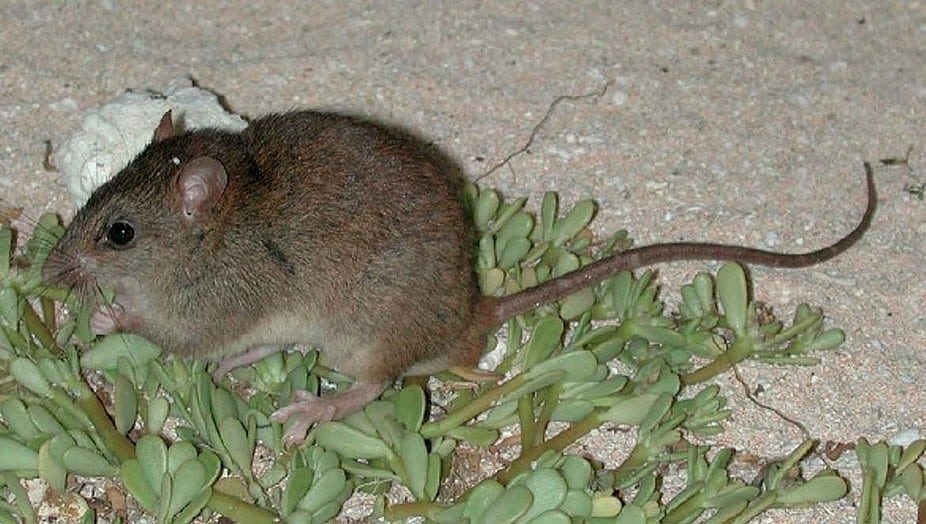 Bramble-Cay-Mosaikschwanzratte Bramble-Cay-Mosaikschwanzratte