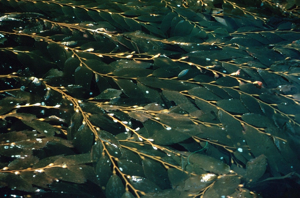 Riesenkelp Riesenkelp