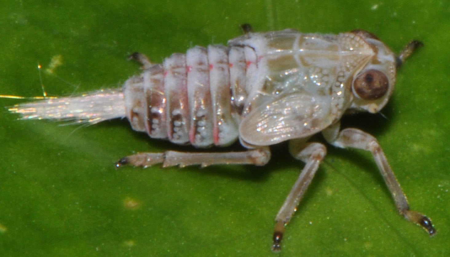 Issus coleoptratus Issus coleoptratus
