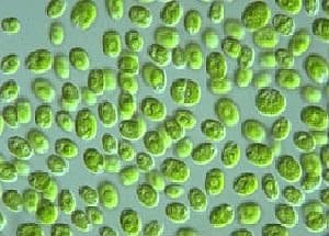 Chlorella vulgaris Chlorella vulgaris