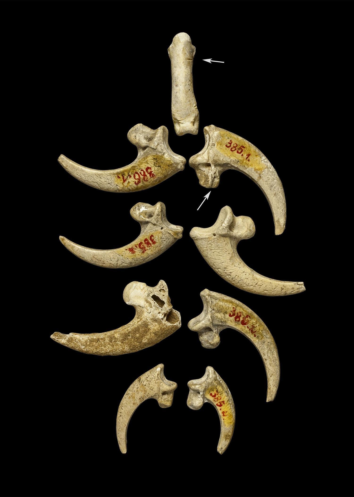 Kette aus Adlerkrallen Kette aus Adlerkrallen