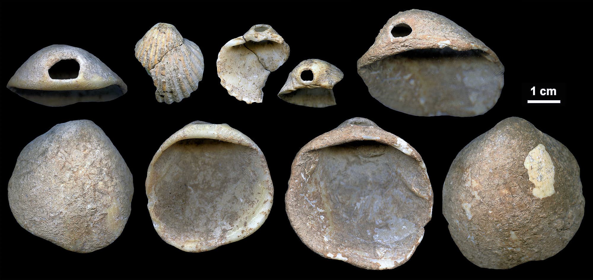 Perforierte und gefärbte Muschelschalen Perforierte und gefärbte Muschelschalen