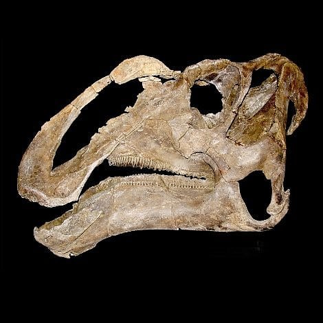 Fossiler Saurier Fossiler Saurier