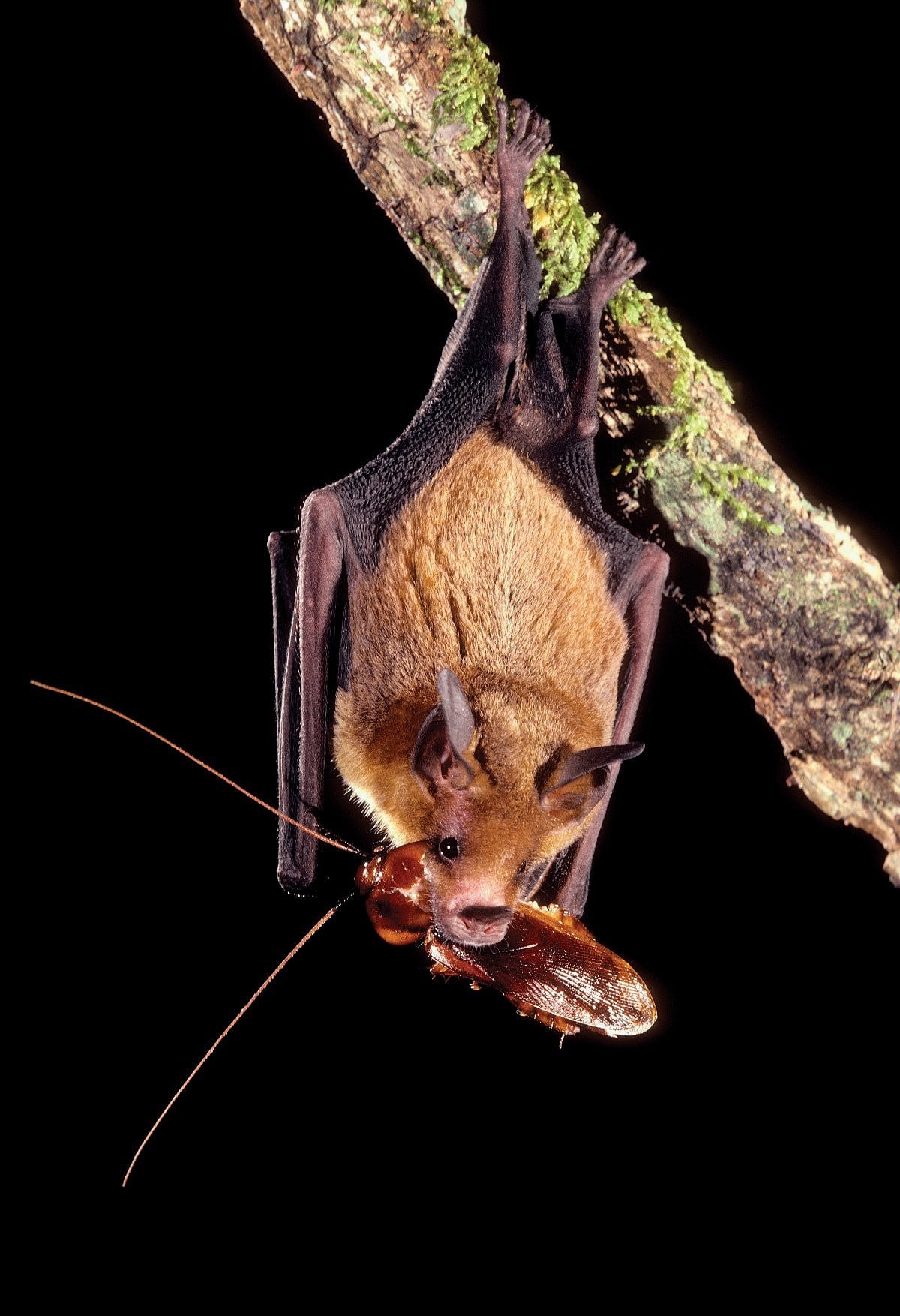 Fledermaus Micronycteris mit Beute Fledermaus Micronycteris mit Beute