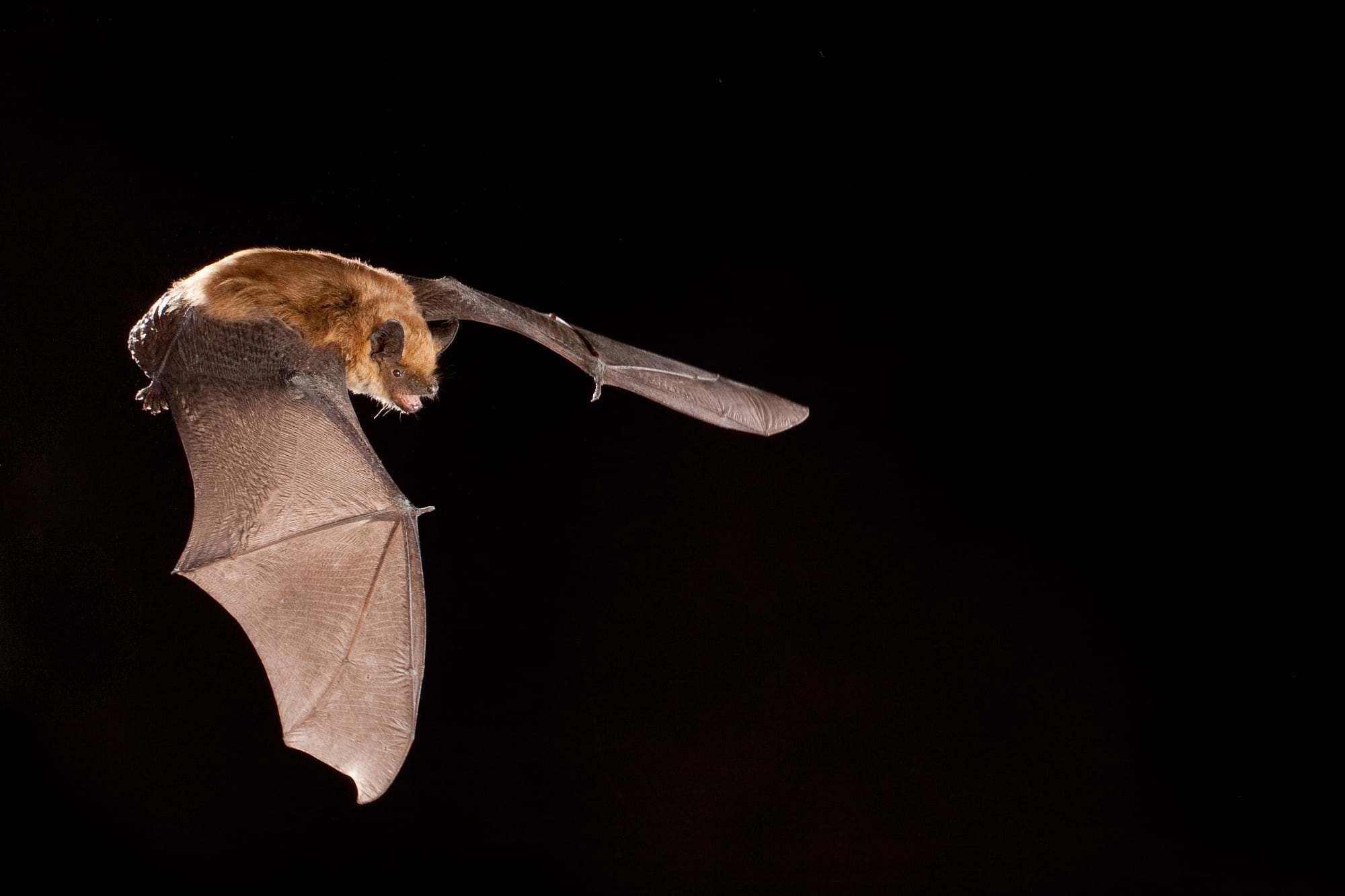 Große Braune Fledermaus Große Braune Fledermaus