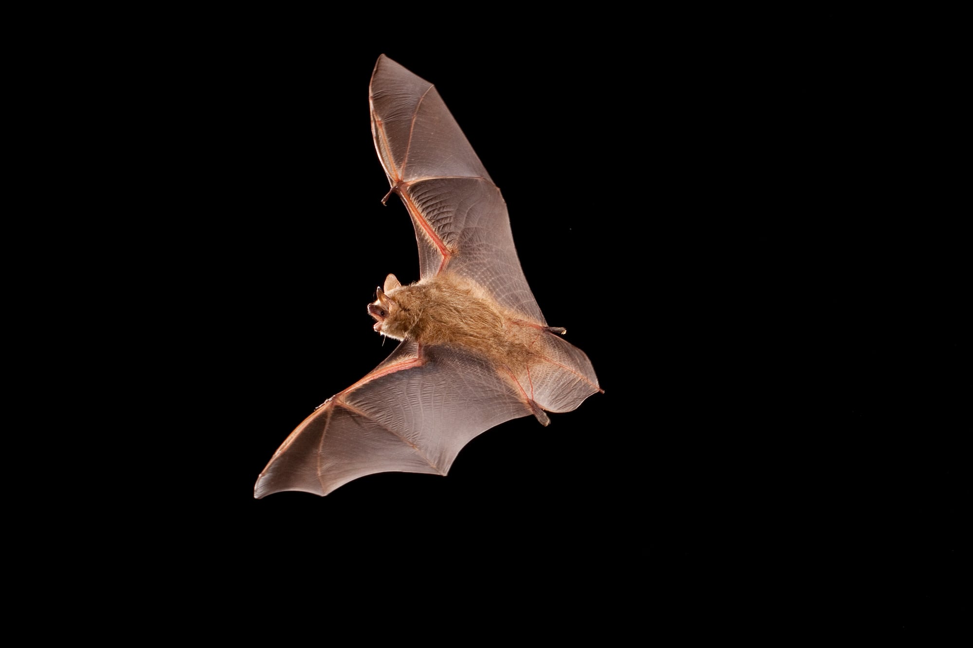 Östliche Amerikanische Zwergfledermaus Östliche Amerikanische Zwergfledermaus