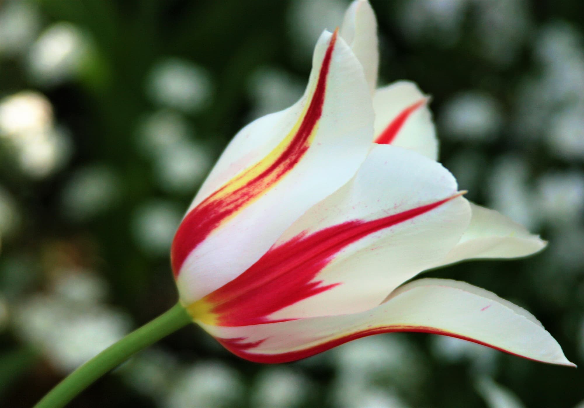 Gestreifte Tulpen sind besonders populär als Zierpflanzen Gestreifte Tulpen sind besonders populär als Zierpflanzen