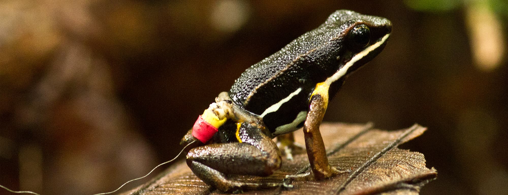 Glanzschenkel-Baumsteigerfrosch Glanzschenkel-Baumsteigerfrosch